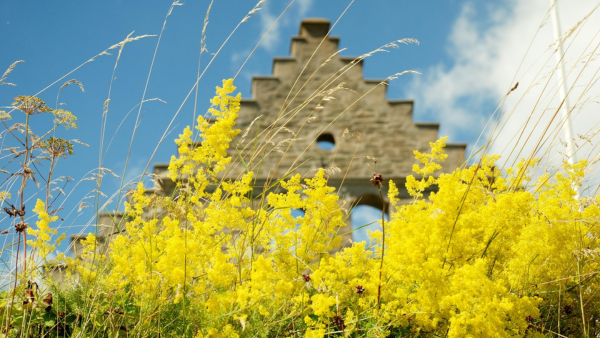 Gula blommor framför slottsruin på Visingsö under blå himmel.